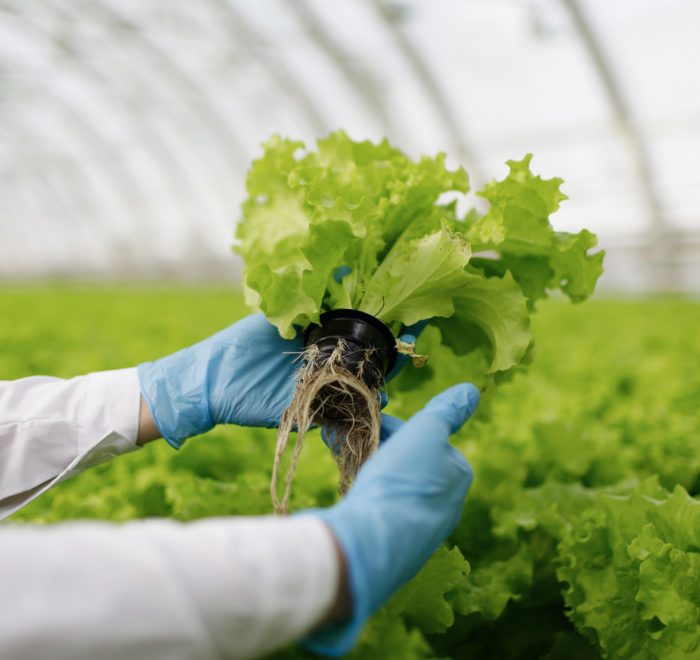 Abogados en Derecho Agroalimentario en Madrid